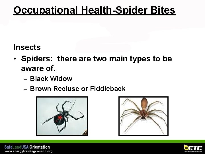 Occupational Health-Spider Bites Insects • Spiders: there are two main types to be aware