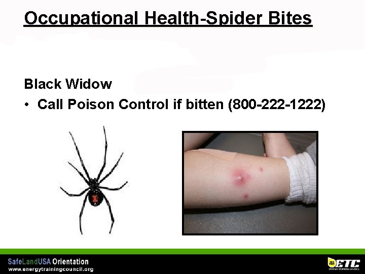 Occupational Health-Spider Bites Black Widow • Call Poison Control if bitten (800 -222 -1222)