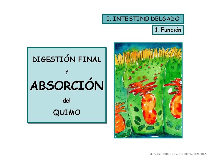 I. INTESTINO DELGADO 1. Función DIGESTIÓN FINAL y ABSORCIÓN del QUIMO X. PÁEZ FISIOLOGÍA
