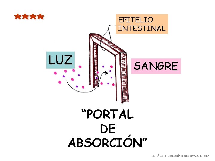 **** EPITELIO INTESTINAL LUZ SANGRE “PORTAL DE ABSORCIÓN” X. PÁEZ FISIOLOGÍA DIGESTIVA 2018 ULA