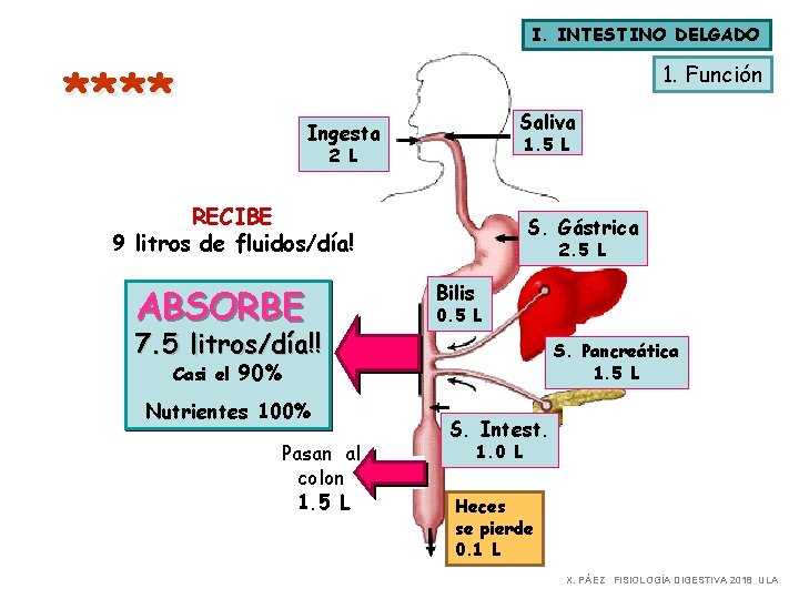 I. INTESTINO DELGADO **** 1. Función Saliva Ingesta 1. 5 L 2 L RECIBE