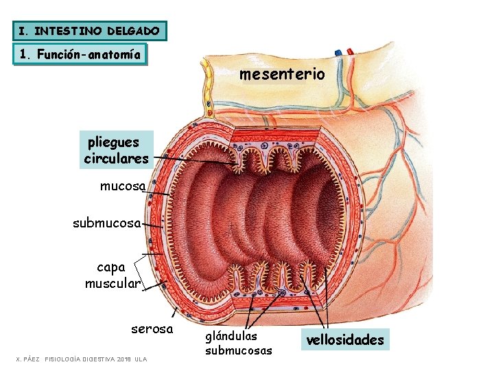 I. INTESTINO DELGADO 1. Función-anatomía mesenterio pliegues circulares mucosa submucosa capa muscular serosa X.