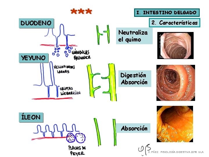 DUODENO *** I. INTESTINO DELGADO 2. Características Neutraliza el quimo YEYUNO Digestión Absorción ÍLEON