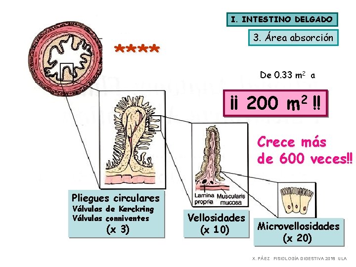 I. INTESTINO DELGADO 3. Área absorción **** De 0. 33 m 2 a ¡¡