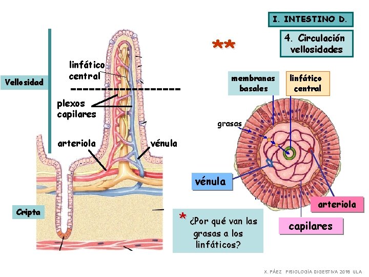 I. INTESTINO D. Vellosidad ** linfático central membranas basales plexos capilares arteriola 4. Circulación