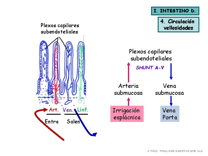 I. INTESTINO D. 4. Circulación vellosidades Plexos capilares subendoteliales SHUNT A-V Arteria submucosa Art.