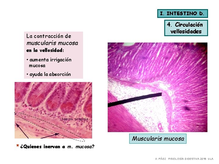 I. INTESTINO D. La contracción de 4. Circulación vellosidades muscularis mucosa en la vellosidad: