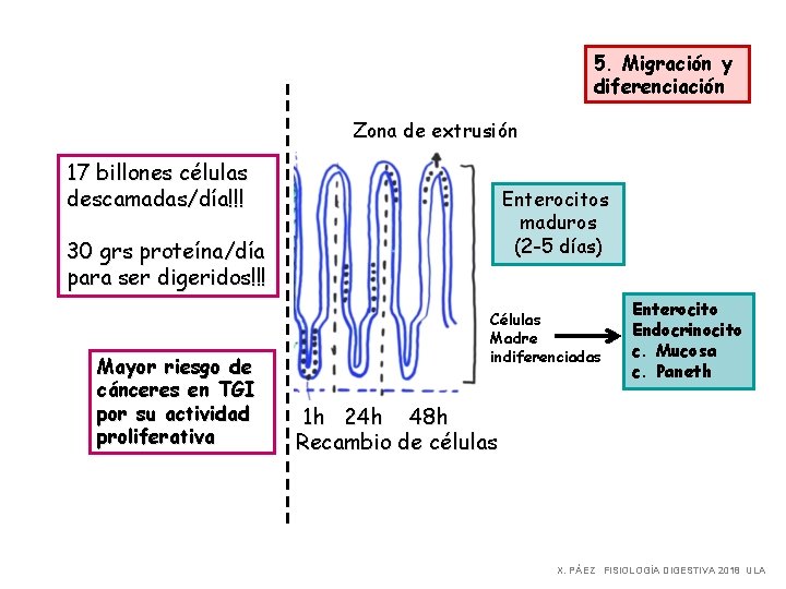 5. Migración y diferenciación Zona de extrusión 17 billones células descamadas/día!!! Enterocitos maduros (2