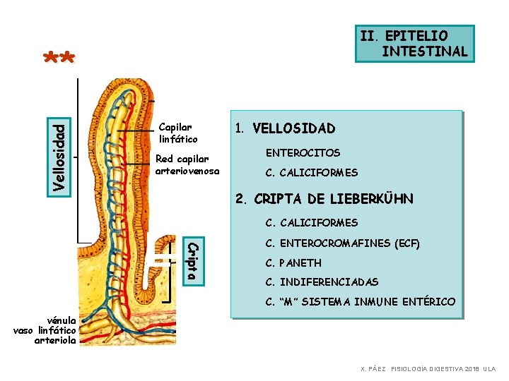 II. EPITELIO INTESTINAL Vellosidad ** Capilar linfático Red capilar arteriovenosa 1. VELLOSIDAD ENTEROCITOS C.