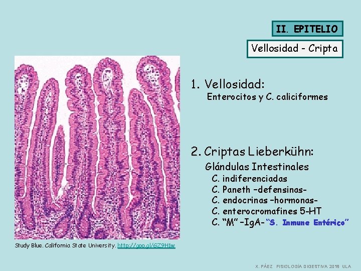 II. EPITELIO Vellosidad - Cripta 1. Vellosidad: Enterocitos y C. caliciformes 2. Criptas Lieberkühn: