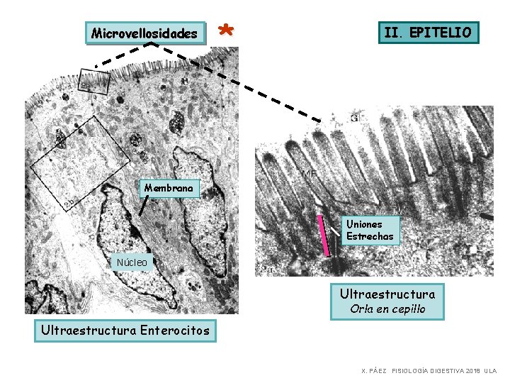 Microvellosidades * II. EPITELIO Membrana Uniones Estrechas Núcleo Ultraestructura Orla en cepillo Ultraestructura Enterocitos