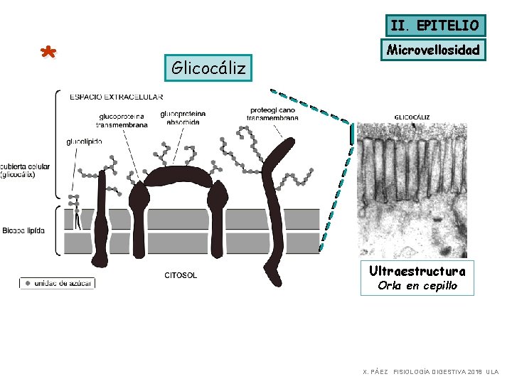 II. EPITELIO * Glicocáliz Microvellosidad Ultraestructura Orla en cepillo X. PÁEZ FISIOLOGÍA DIGESTIVA 2018