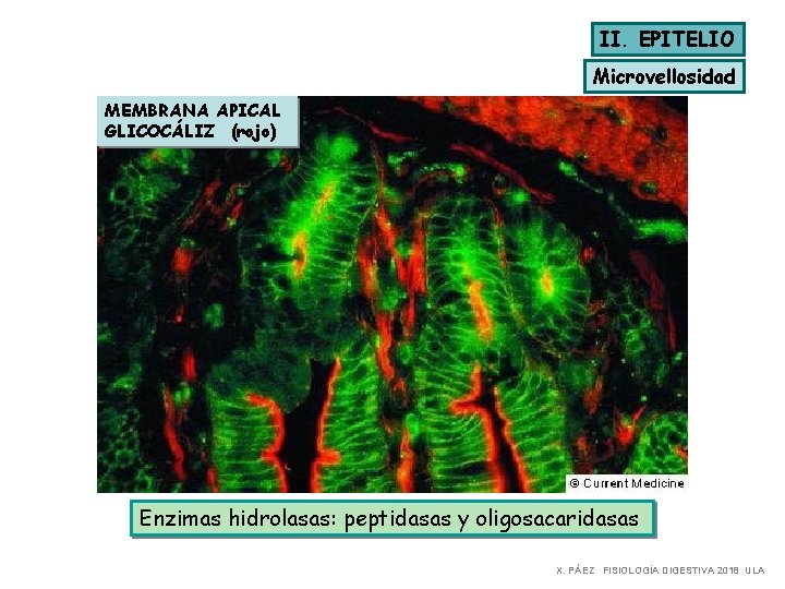 II. EPITELIO Microvellosidad MEMBRANA APICAL GLICOCÁLIZ (rojo) Enzimas hidrolasas: peptidasas y oligosacaridasas X. PÁEZ