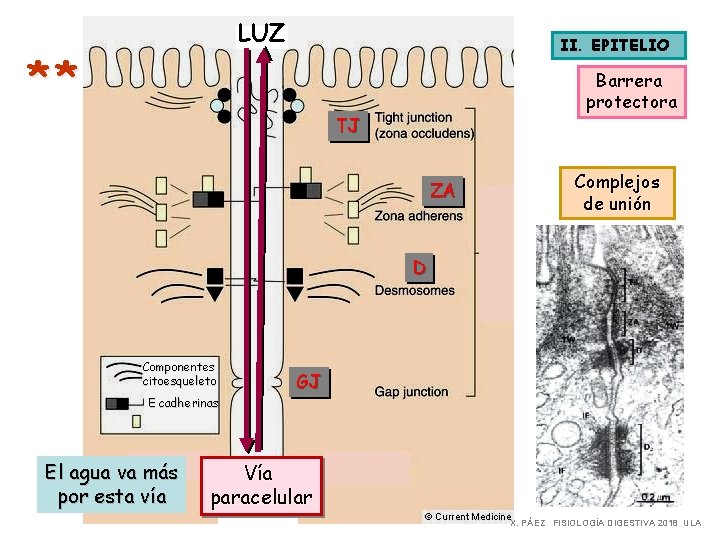 LUZ ** II. EPITELIO Barrera protectora TJ ZA Complejos de unión D Componentes citoesqueleto