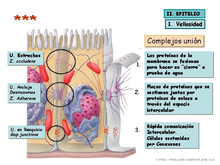 II. EPITELIO * ** 1. Vellosidad Complejos unión U. Estrechas Z. occludens U. Anclaje