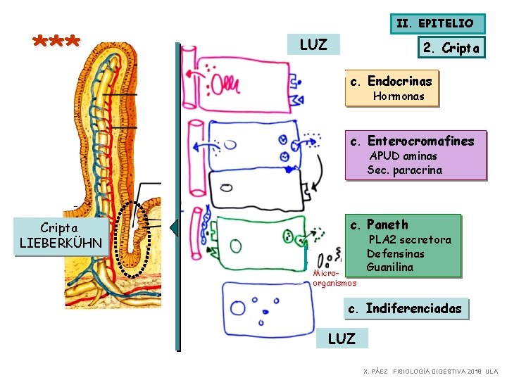 *** II. EPITELIO LUZ 2. Cripta c. Endocrinas Hormonas c. Enterocromafines APUD aminas Sec.