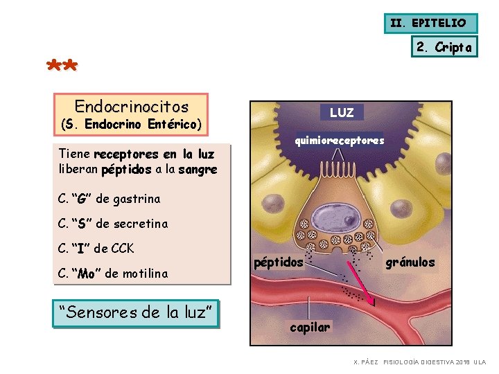 II. EPITELIO 2. Cripta ** Endocrinocitos (S. Endocrino Entérico) Tiene receptores en la luz