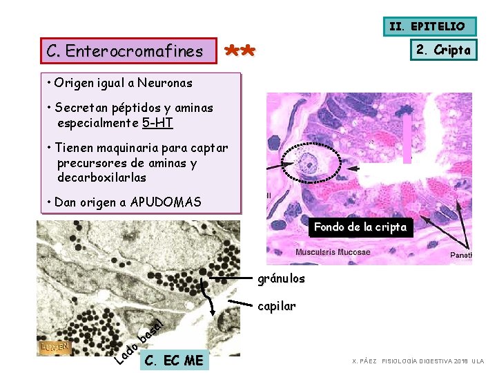 II. EPITELIO C. Enterocromafines • Origen igual a Neuronas ** 2. Cripta • Secretan