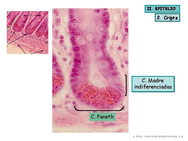 II. EPITELIO 2. Cripta C. Madre indiferenciadas C. Paneth X. PÁEZ FISIOLOGÍA DIGESTIVA 2018