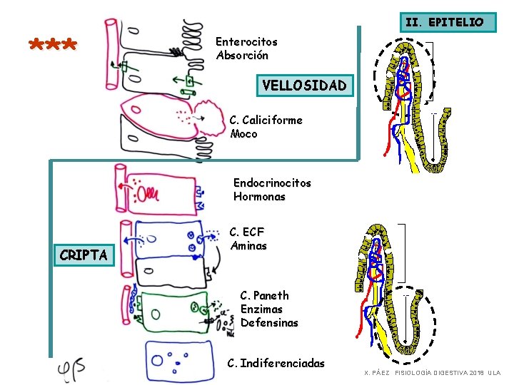 *** II. EPITELIO Enterocitos Absorción VELLOSIDAD C. Caliciforme Moco Endocrinocitos Hormonas CRIPTA C. ECF