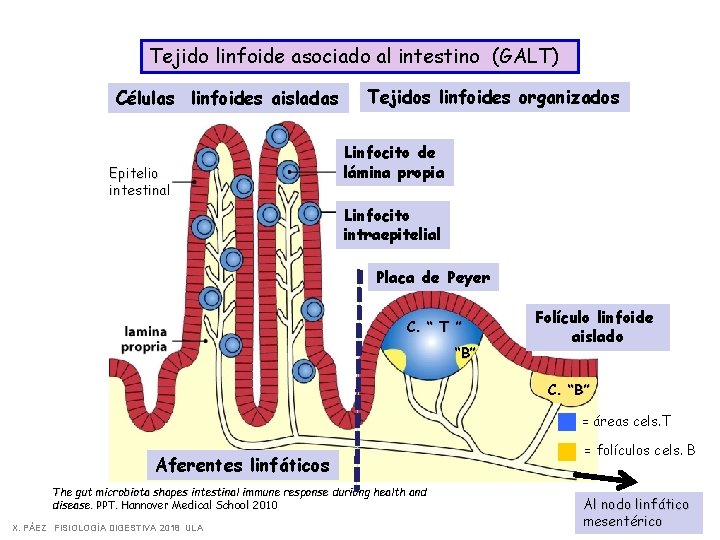 Tejido linfoide asociado al intestino (GALT) Células linfoides aisladas Epitelio intestinal Tejidos linfoides organizados