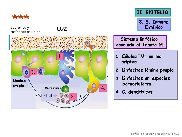 II. EPITELIO *** Bacterias y antígenos solubles 3. S. Inmune Entérico LUZ Sistema linfático