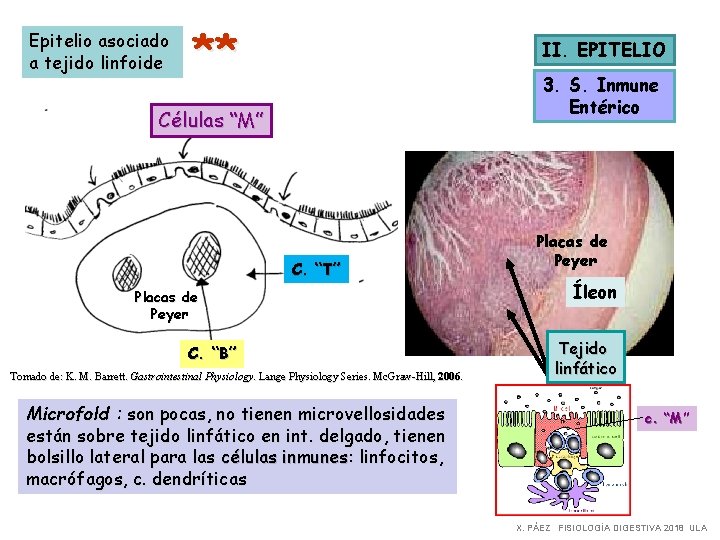 Epitelio asociado a tejido linfoide ** II. EPITELIO 3. S. Inmune Entérico Células “M”