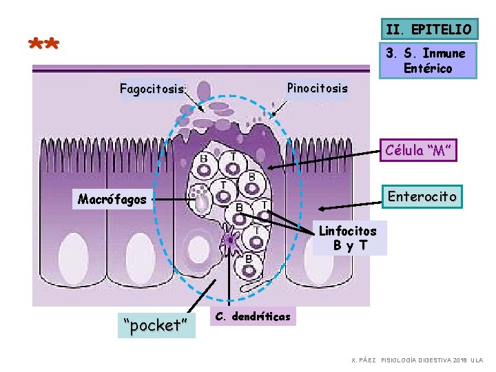 II. EPITELIO ** 3. S. Inmune Entérico Fagocitosis Pinocitosis Célula “M” Enterocito Macrófagos Linfocitos