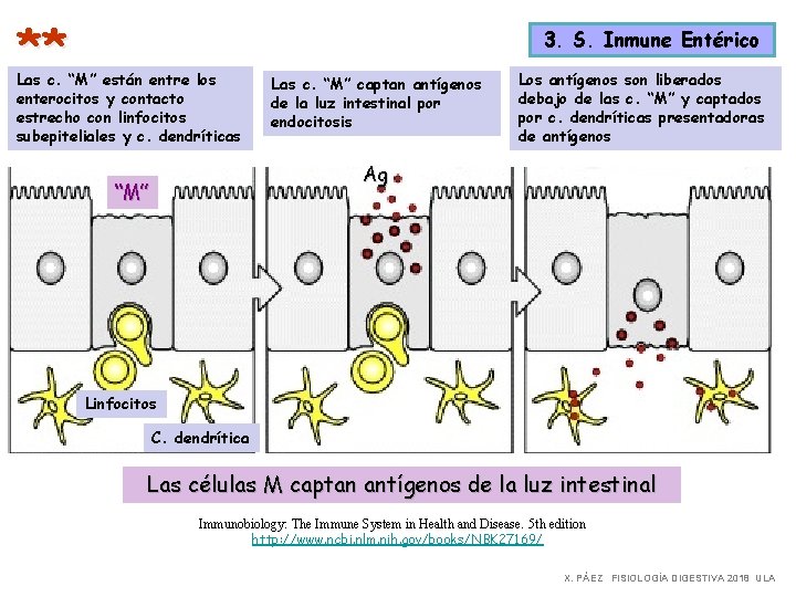 ** 3. S. Inmune Entérico Las c. “M” están entre los enterocitos y contacto