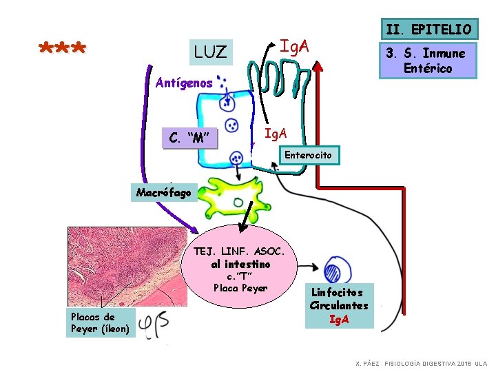 *** II. EPITELIO Ig. A LUZ 2 da. exposición 3. S. Inmune Entérico Antígenos