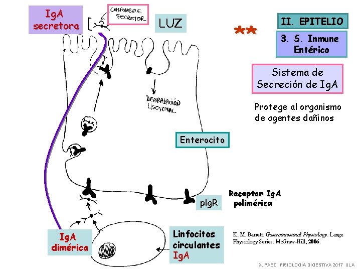 Ig. A secretora LUZ ** II. EPITELIO 3. S. Inmune Entérico Sistema de Secreción