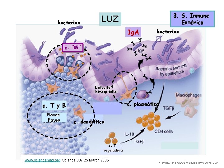 bacterias 3. S. Inmune Entérico LUZ Ig. A bacterias c. “M” Linfocito intraepitelial c.