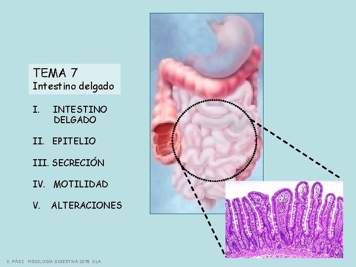 TEMA 7 Intestino delgado I. INTESTINO DELGADO II. EPITELIO III. SECRECIÓN IV. MOTILIDAD V.