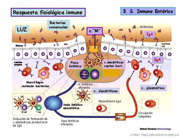 3. S. Inmune Entérico Respuesta fisiológica inmune LUZ Bacterias comensales c. “M” Placa linfática