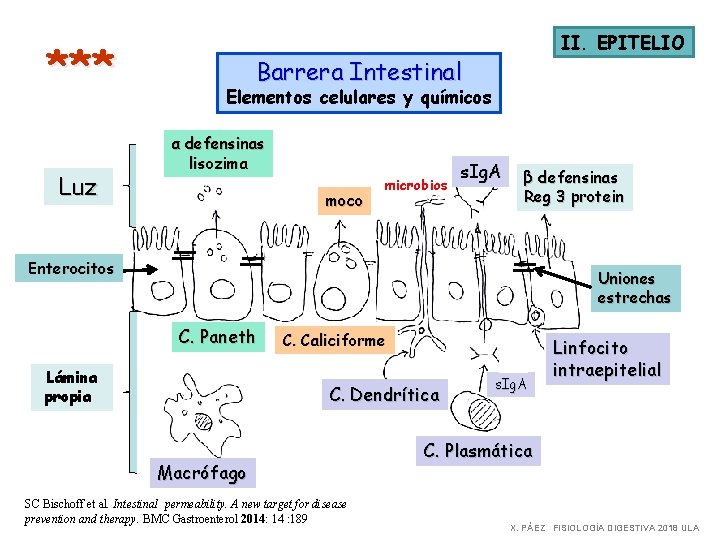 *** Luz II. EPITELIO Barrera Intestinal Elementos celulares y químicos α defensinas lisozima moco