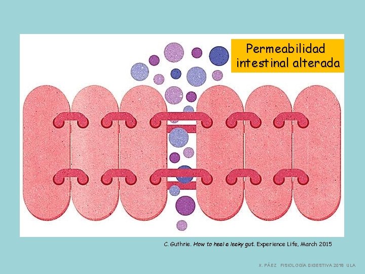 Permeabilidad intestinal alterada C. Guthrie. How to heal a leaky gut. Experience Life, March