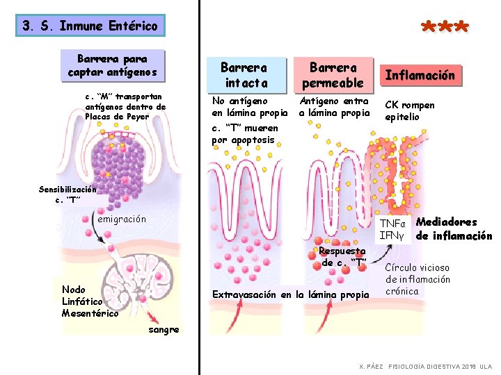 *** 3. S. Inmune Entérico Barrera para captar antígenos c. “M” transportan antígenos dentro