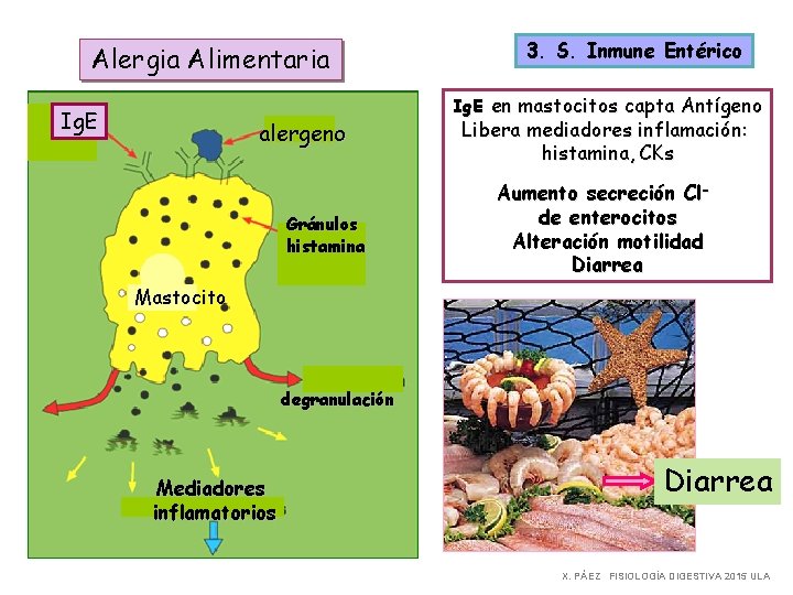 Alergia Alimentaria Ig. E alergeno Gránulos histamina 3. S. Inmune Entérico Ig. E en