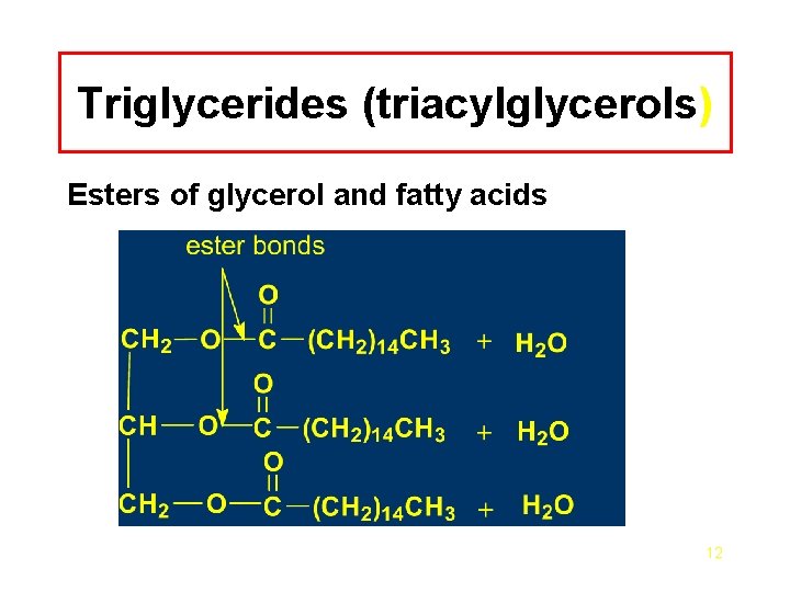 Triglycerides (triacylglycerols) Esters of glycerol and fatty acids 12 