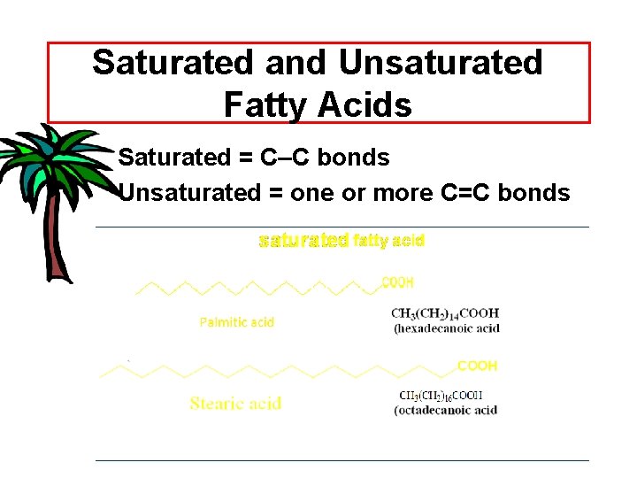 Saturated and Unsaturated Fatty Acids Saturated = C–C bonds Unsaturated = one or more