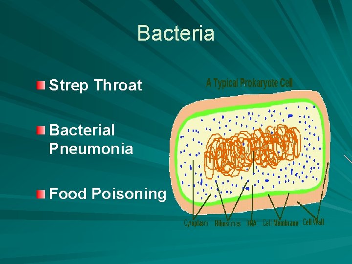 Bacteria Strep Throat Bacterial Pneumonia Food Poisoning 