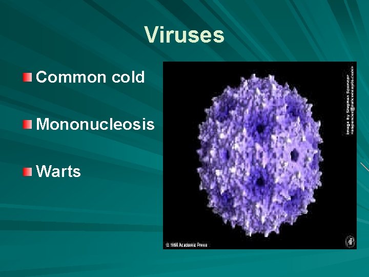 Viruses Common cold Mononucleosis Warts 