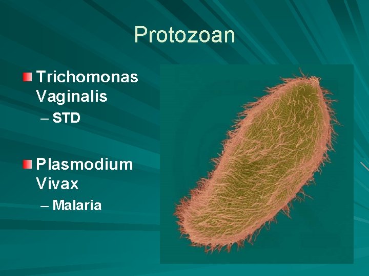 Protozoan Trichomonas Vaginalis – STD Plasmodium Vivax – Malaria 
