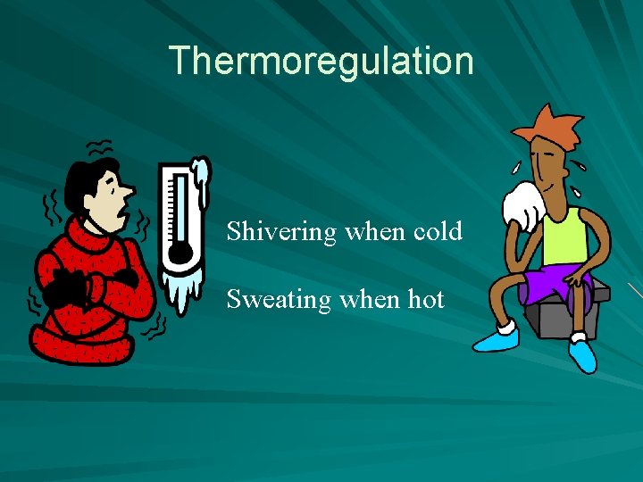 Thermoregulation Shivering when cold Sweating when hot 