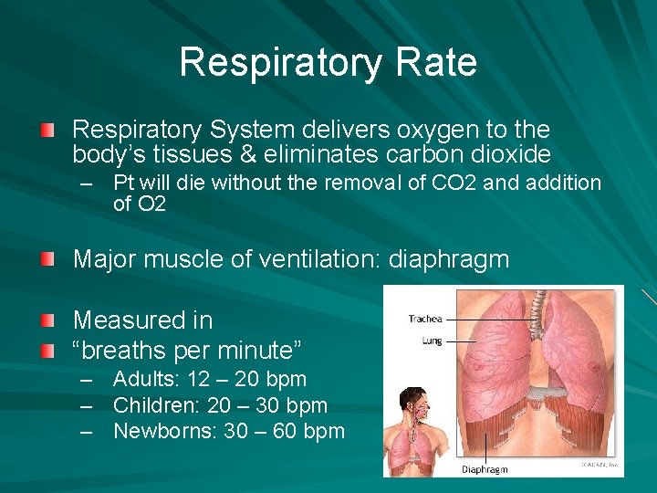 Respiratory Rate Respiratory System delivers oxygen to the body’s tissues & eliminates carbon dioxide