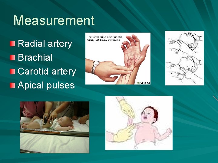 Measurement Radial artery Brachial Carotid artery Apical pulses 