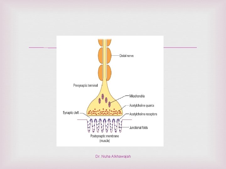  Dr. Nuha Alkhawajah 