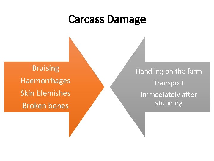Carcass Damage Bruising Haemorrhages Skin blemishes Broken bones Handling on the farm Transport Immediately