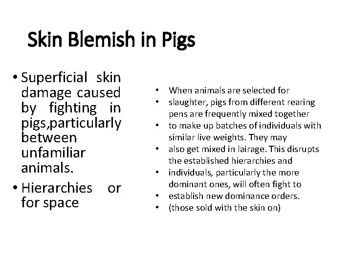 Skin Blemish in Pigs • Superficial skin damage caused by fighting in pigs, particularly
