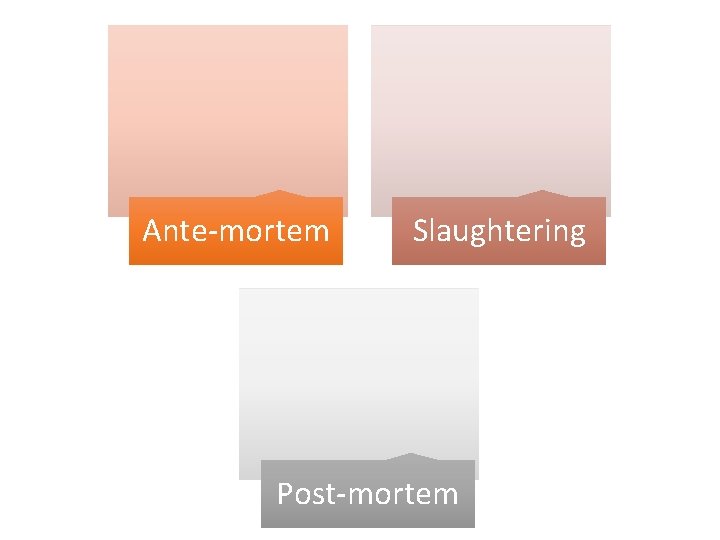 Ante-mortem Slaughtering Post-mortem 